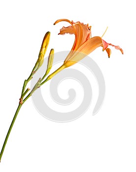 Single pink and yellow flower of a daylily isolated