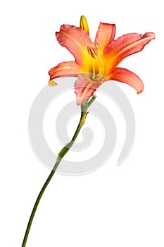 Single pink and yellow flower of a daylily isolated