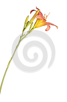 Single pink and yellow flower of a daylily isolated