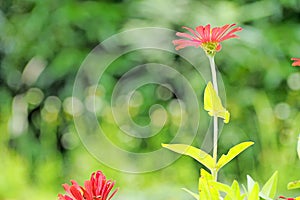 Single pink Zinnia flower with green background
