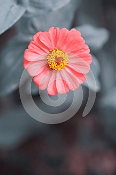 Single Pink Zinnia Flower Grey Background