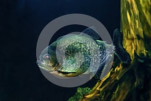 Single piranha fish, close-up, isolated on abstract blue and gold background. Large exotic freshwater pirana predator from South photo