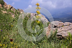 Single plant of great yellow gentian - Gentiana lutea
