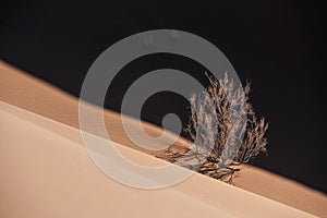 Single plant lives in the lut desert
