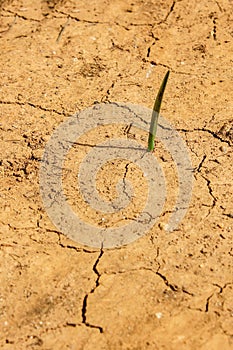Single Plant Shoot Emerges Despite Severe Drought