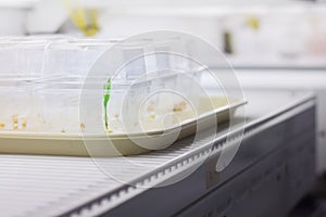 Single plant on tray