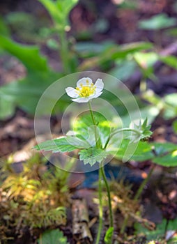 A single plant of wild strawberry