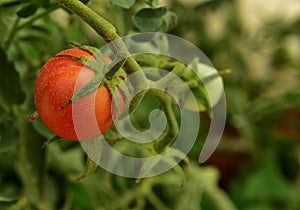 A single plum red mini tomato on the vine in a tunnel