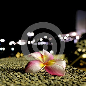 Single plumeria flower at night on textured concrete