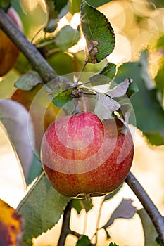 Single pockmarked apple on a branch