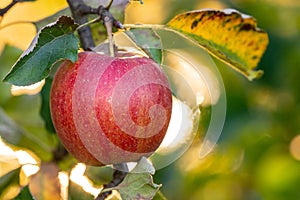 Single pockmarked apple on a branch photo