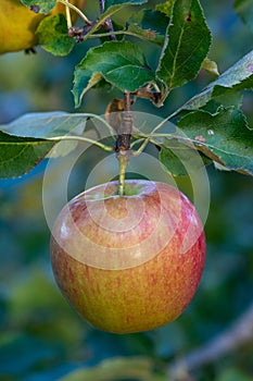 Single pockmarked apple on a branch