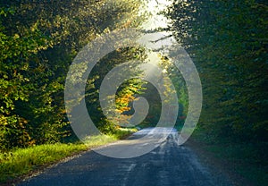 Single point perspective down a narrow woodland road. Misty tree-top woodland in bright sunlight, shady tree & forest-lined road