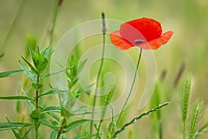 Single poppy