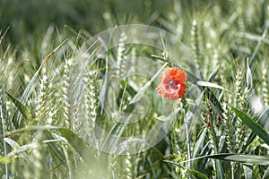 Single Poppy in a Field of Wheat