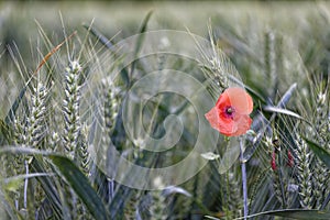 Single Poppy in a Field of Wheat