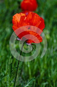 Single poppy flower in the field