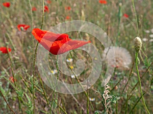 Single poppy flower in a green field