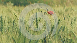 Single poppy flower in a green wheat field