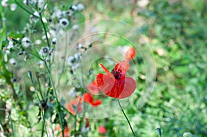 A single poppy flower in a meadow