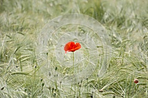 Single poppy flower on the wheat field