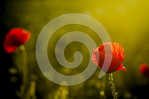 Single poppy on green backgound