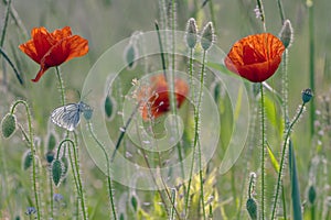 Single poppy on green backgound
