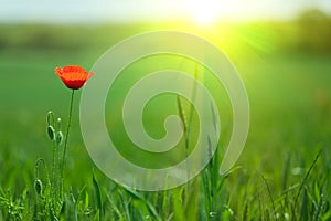 Single poppy in sunlight photo