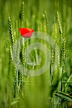 Single poppy in wheat field