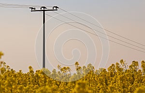 Single power pole in the middle of a rapeseed field