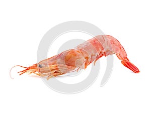 Single Prawn or Tiger Shrimp Isolated on White Background.