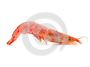 Single Prawn or Tiger Shrimp Isolated on White Background.