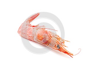 Single Prawn or Tiger Shrimp Isolated on White Background.