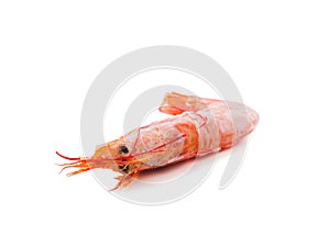 Single Prawn or Tiger Shrimp Isolated on White Background.