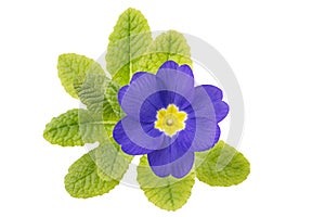 Single primrose (primula) flower