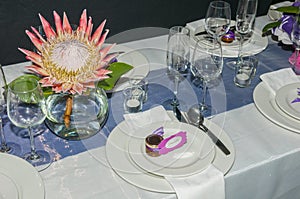 Single protea flower display