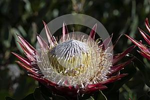 Single Protea, Protea cynaroides in natural light