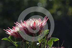 Single Protea, Protea cynaroides in natural light