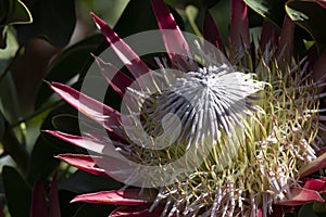 Single Protea, Protea cynaroides in natural light on pink petals