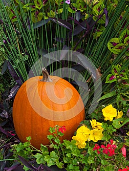 Single pumpkin arranged with wild flowers