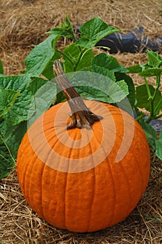 Single Pumpkin with lush green leaves