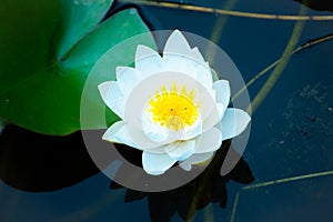 A single purely white water lily in the water