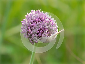 Single Purple Allium