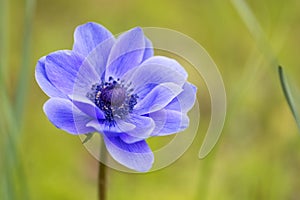 Single purple anemone flower against blurry green natural background in outdoor environment