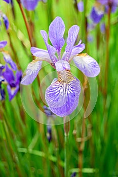 Purple beardless iris flower photo