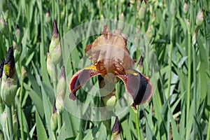 Single purple and brown flower of bearded iris in May