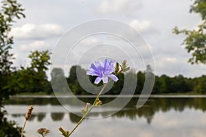 Single purple chicory flower in full bloom - calm lake background