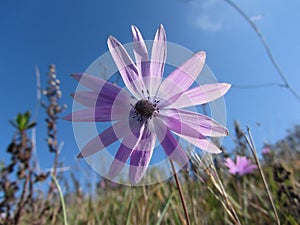 Single purple daisy flower against the blue sky . Tuscany, Italy