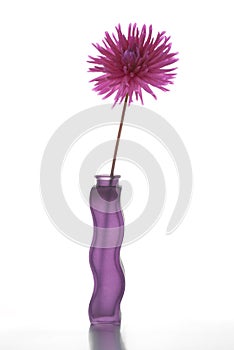 Single purple dalia flower photo