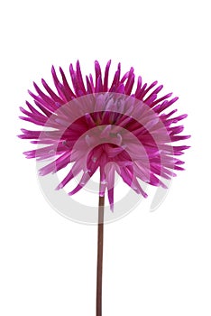 Single purple dalia flower photo